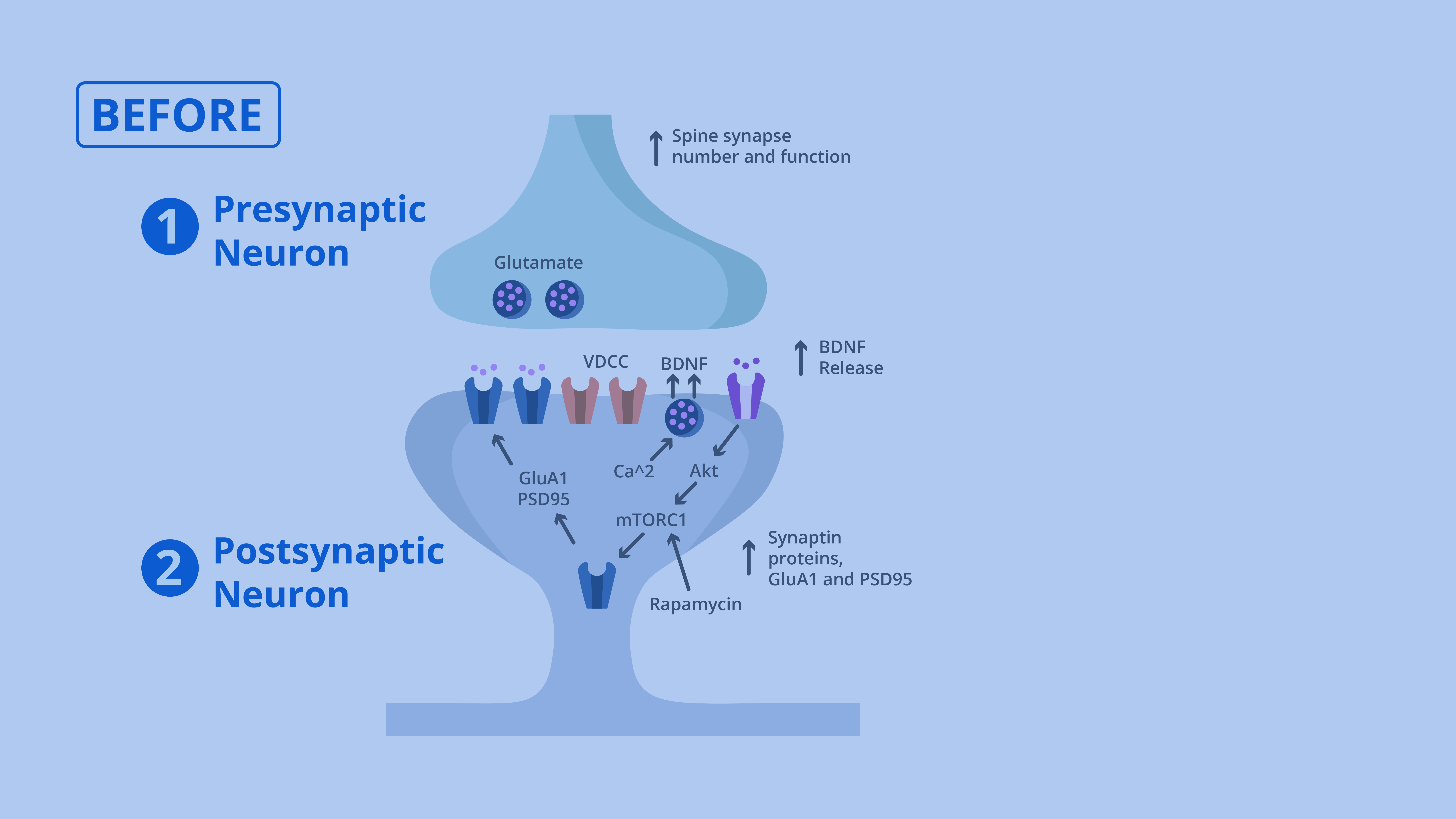Neuron graphic before SP-624 intervenes